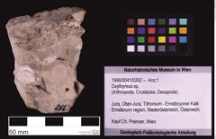 Foto (Objekt + Etiketten) von Oxythyreus sp. (NHMW-GEO-1990-0041-0262)